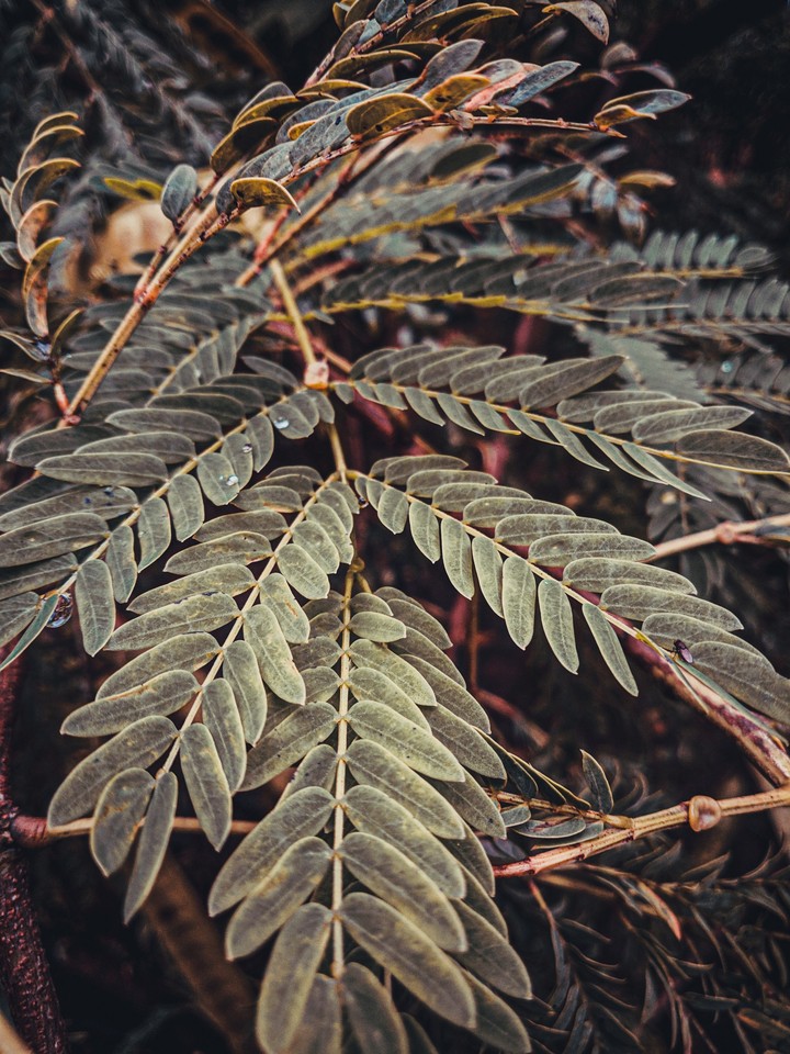 LEAF