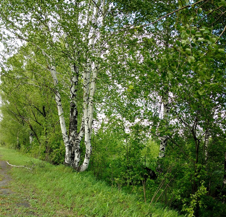 Березки