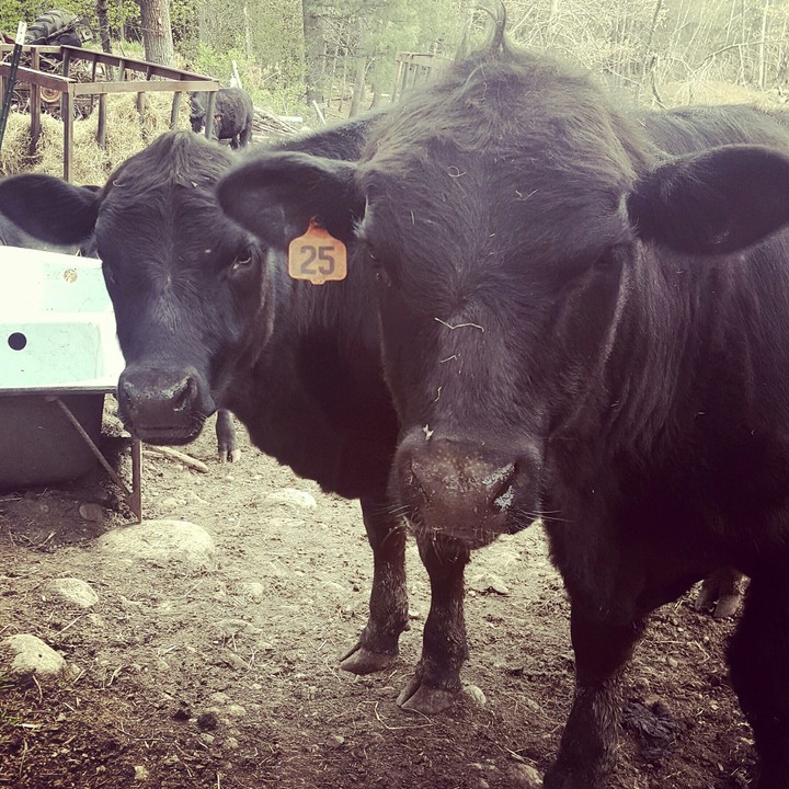 Molly and Dolly