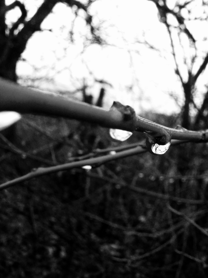 rainy tree