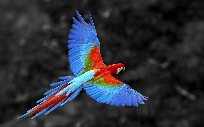 The Macaw