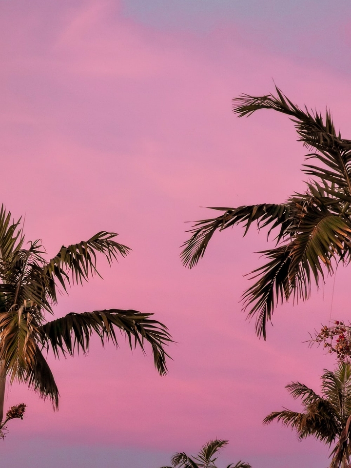 Palms