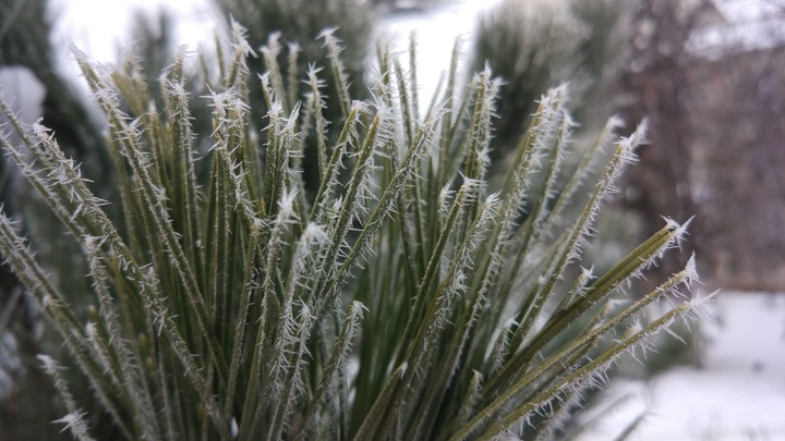 Winter tree 