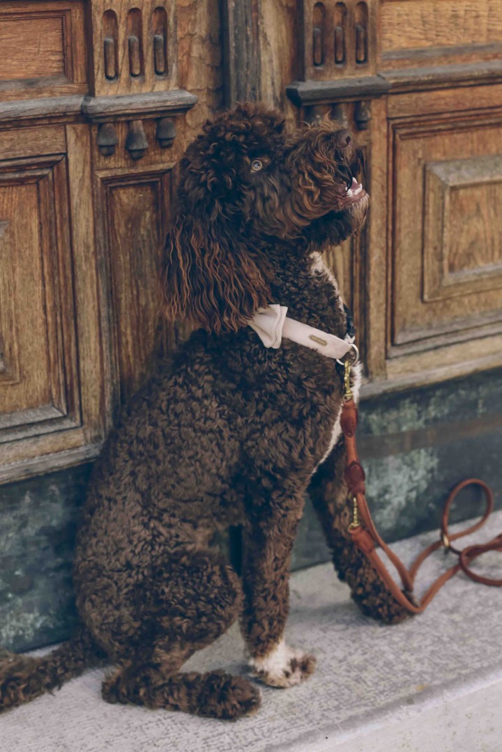 Doggy