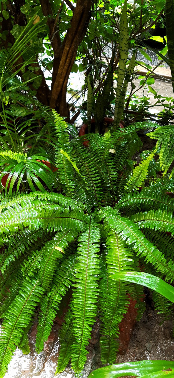 Fern
