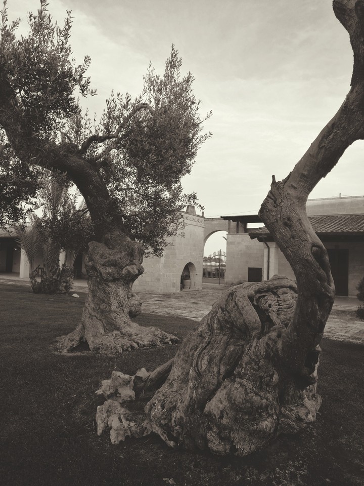 Vecchi ulivi.
