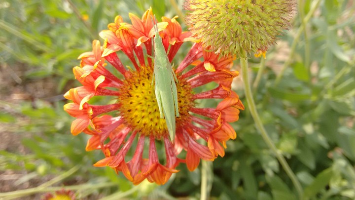 Green bug