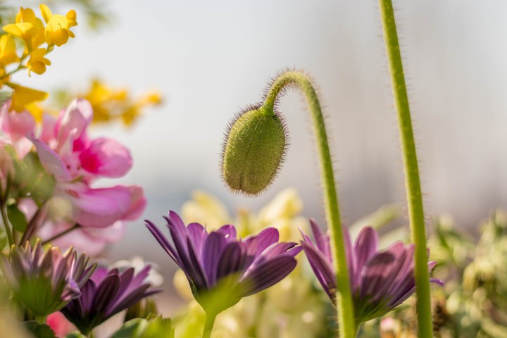 flowers
