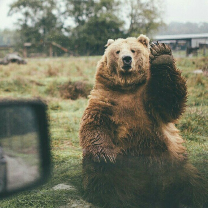 Bear