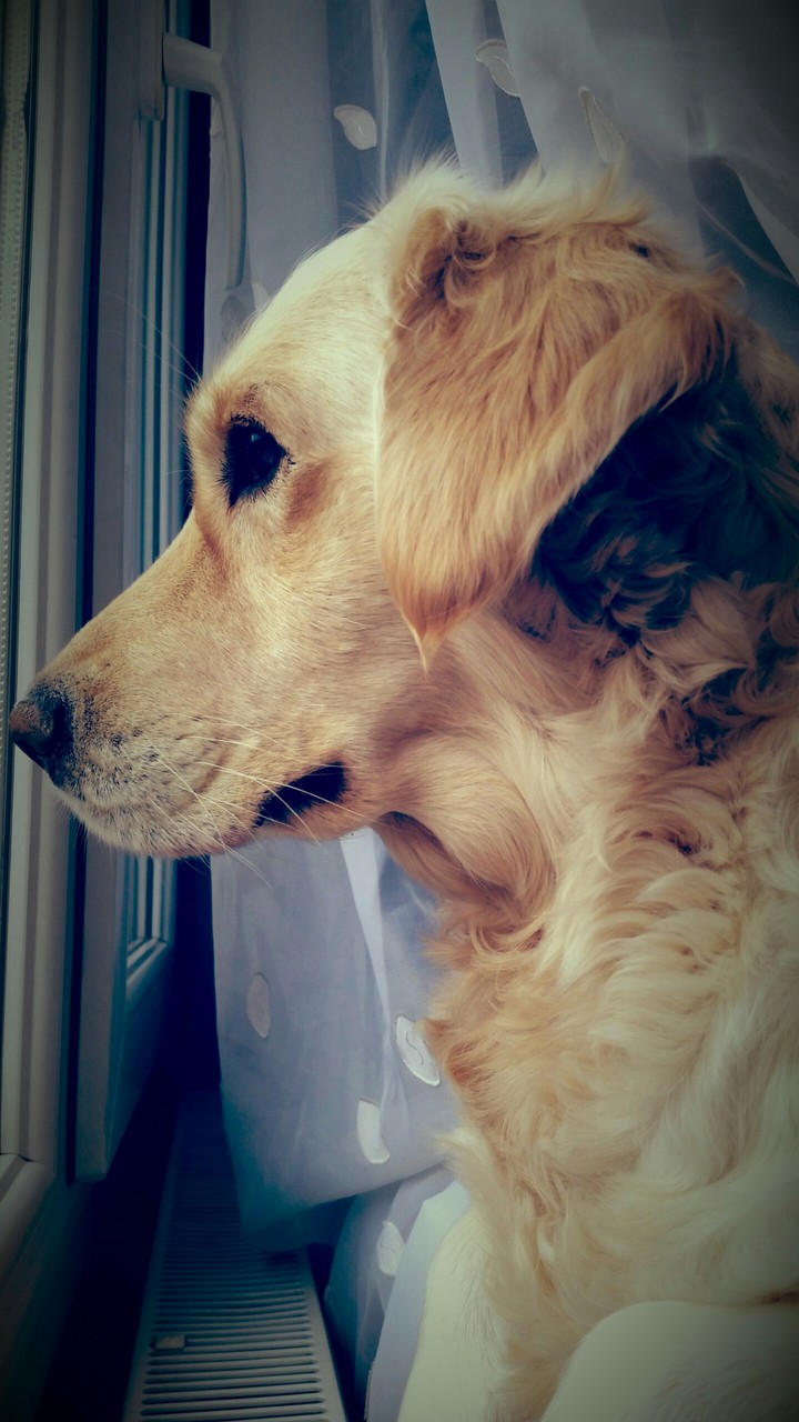 MyDog