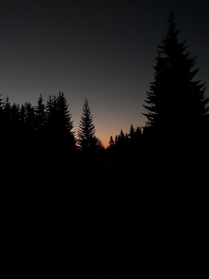 Night forest