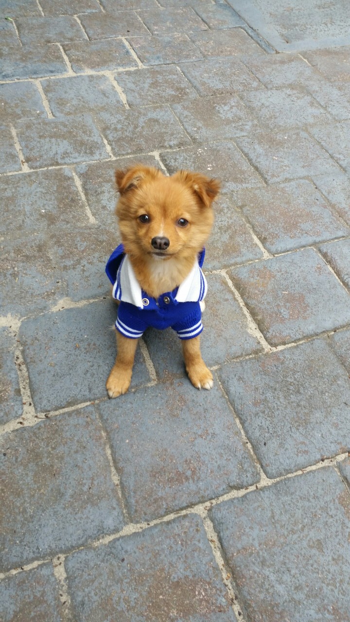 Puppy wearing clothes