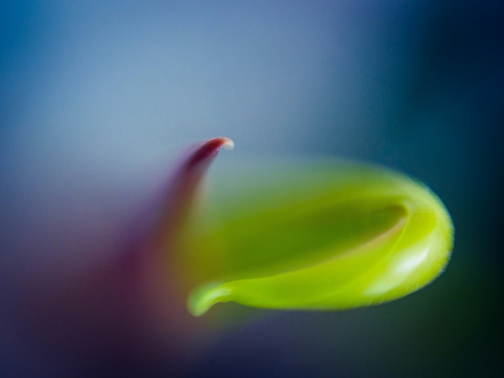 New leaf