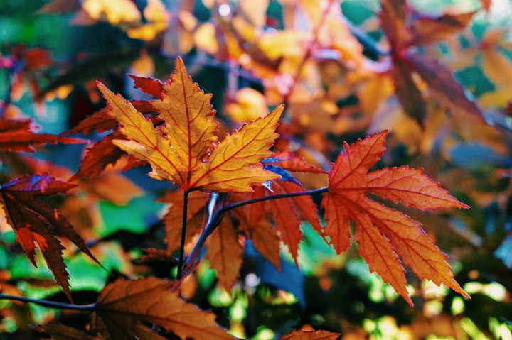 Beautiful Maple Leaves