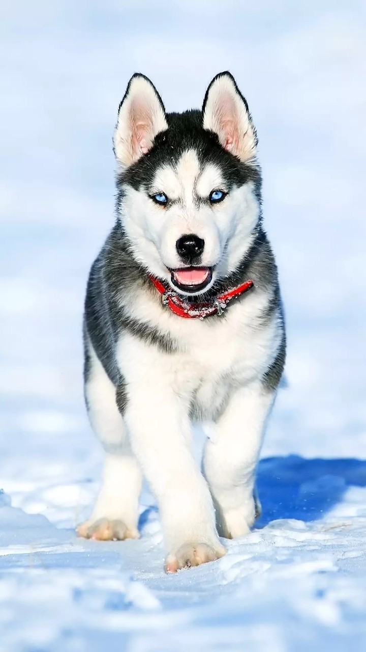 хаска!