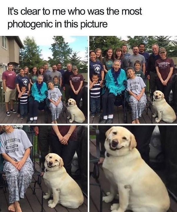 Photogenic Dog