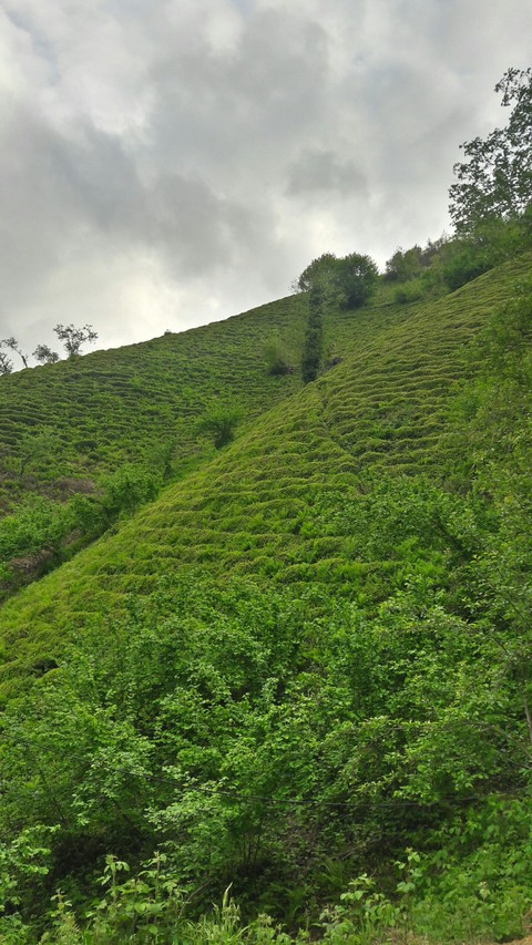 Green..