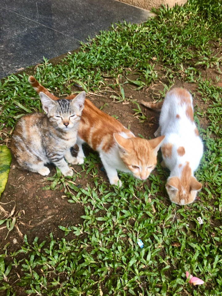 3 cats
