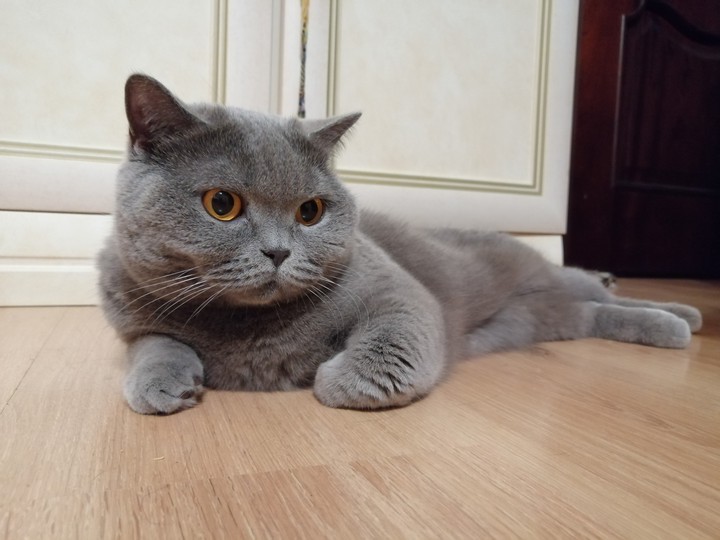 Британка