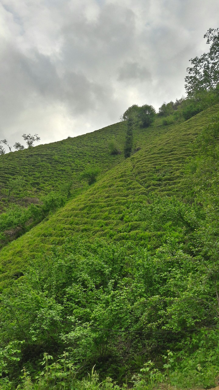 Green..