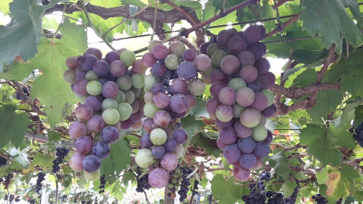 grape at Banan, Cambodia