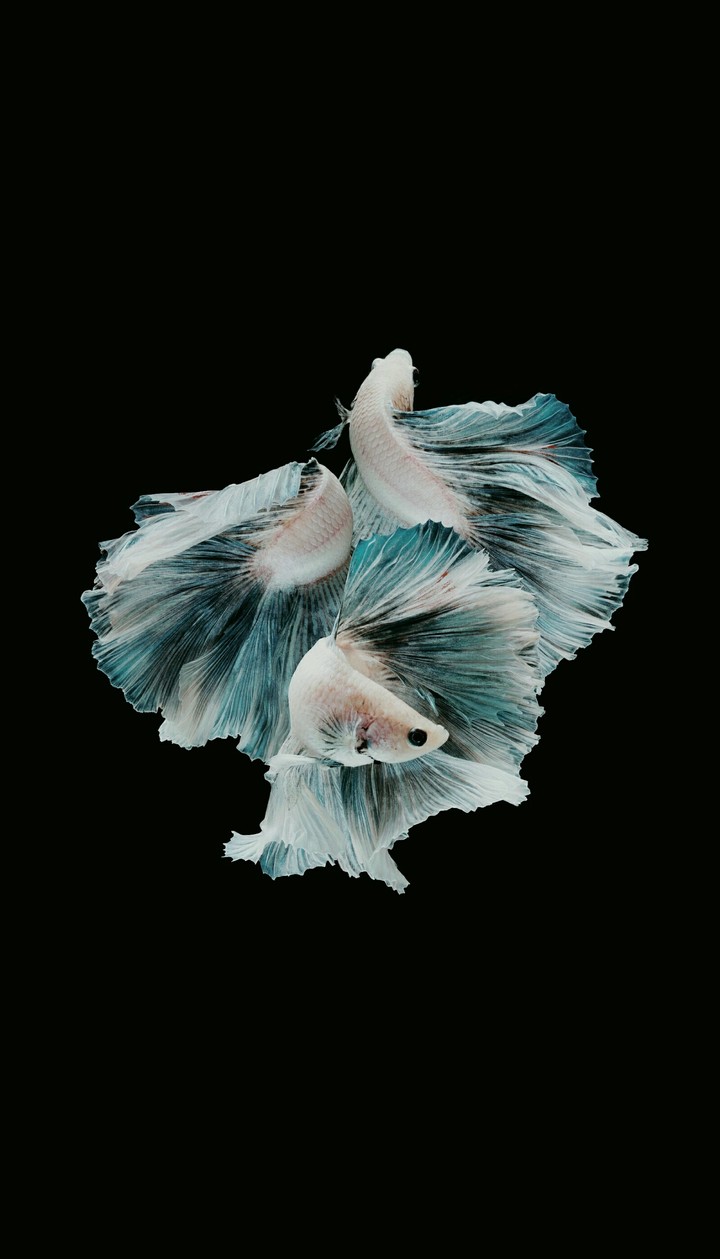 #Betta fish