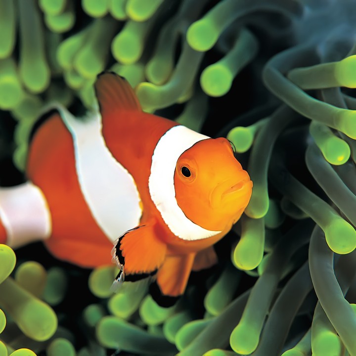 Cute fish