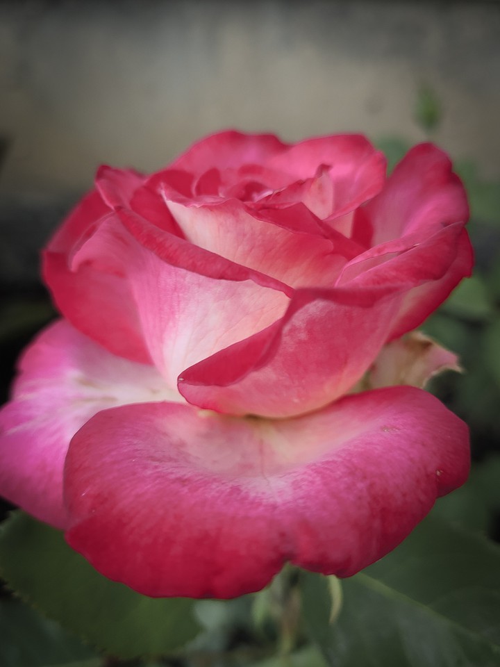 Pink Rose