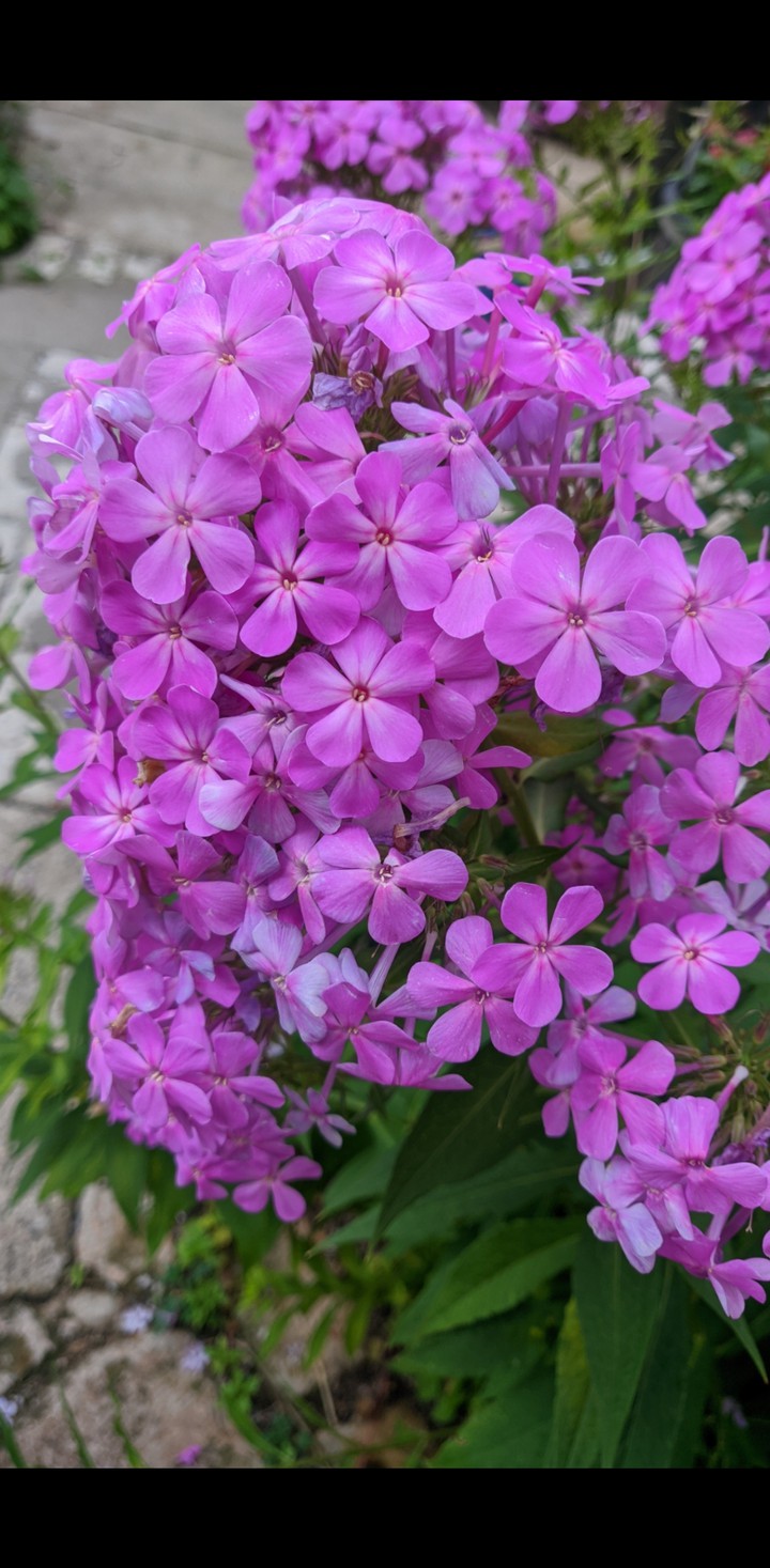 phlox