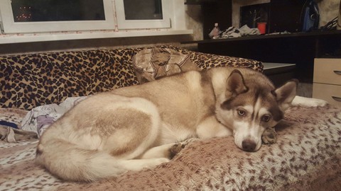 my love Siberian Husky