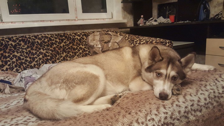 my love Siberian Husky