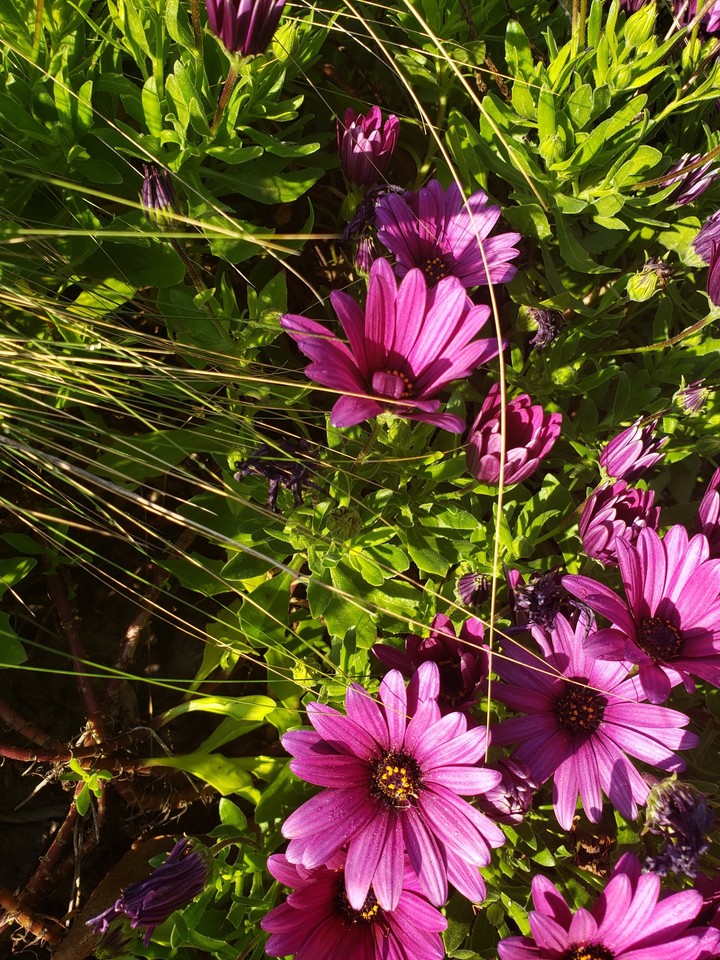 random spring flower