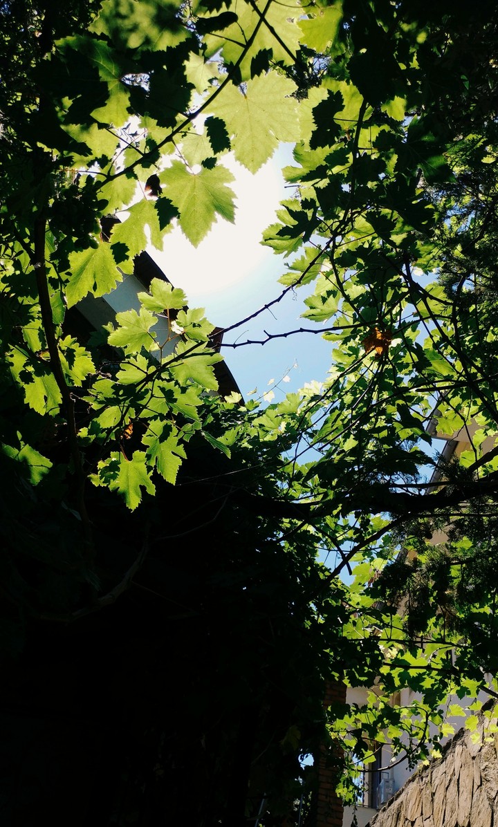 leaf