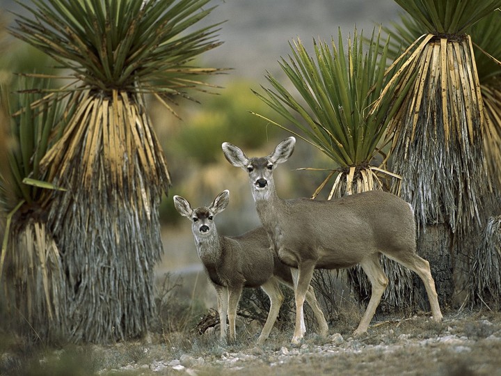 Mule Deer Amid Yucca, Chihuahuan Desert, Mexico