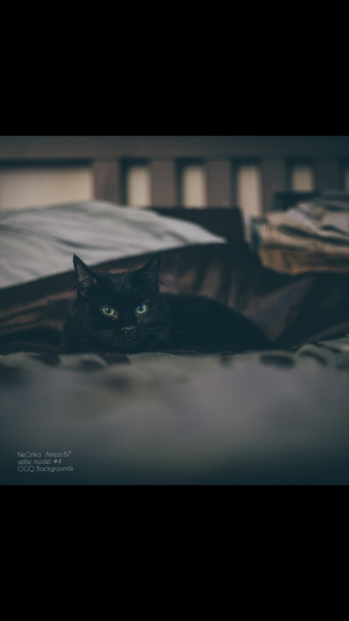 cate