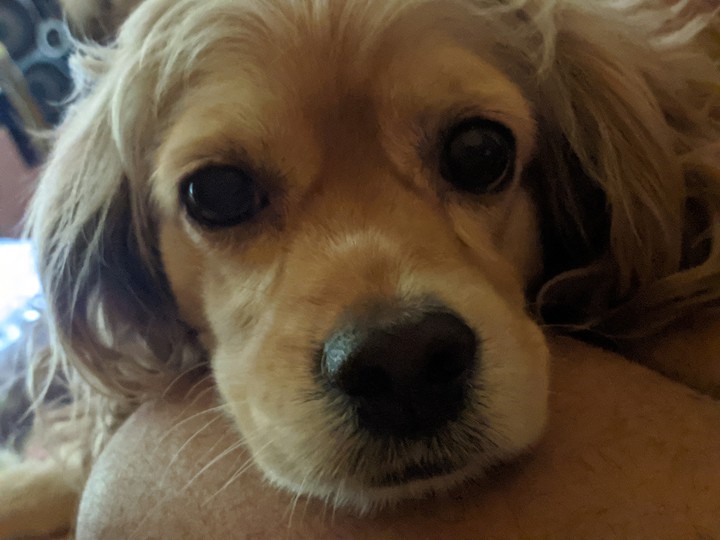 Puppy