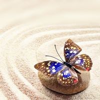 papillon