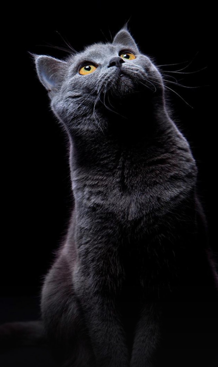cute cat