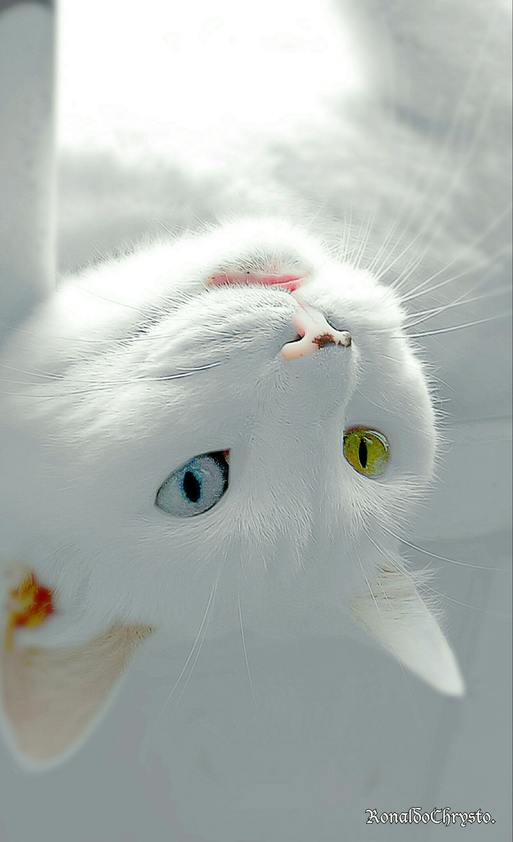 Heterocromia