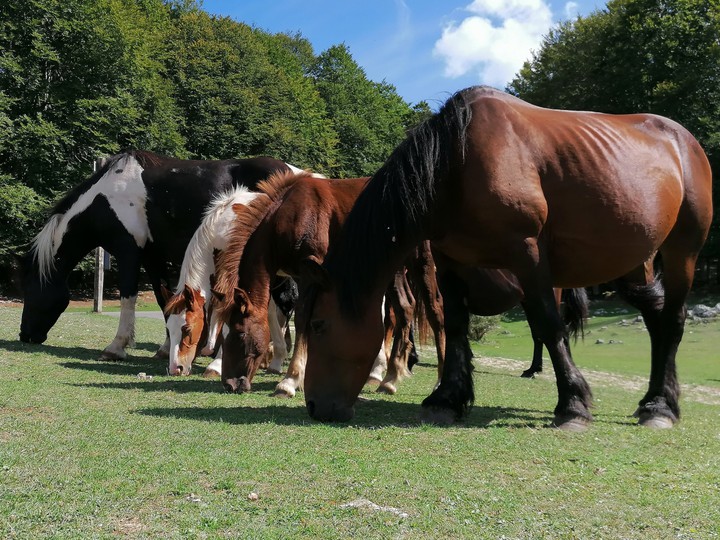 Wild Horses