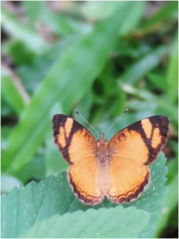 Borboleta