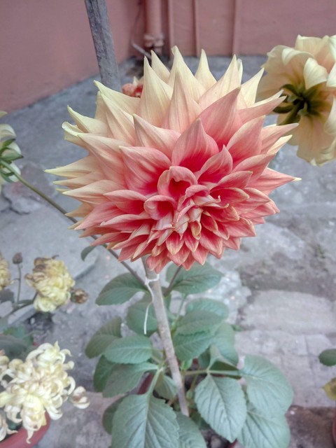 flower