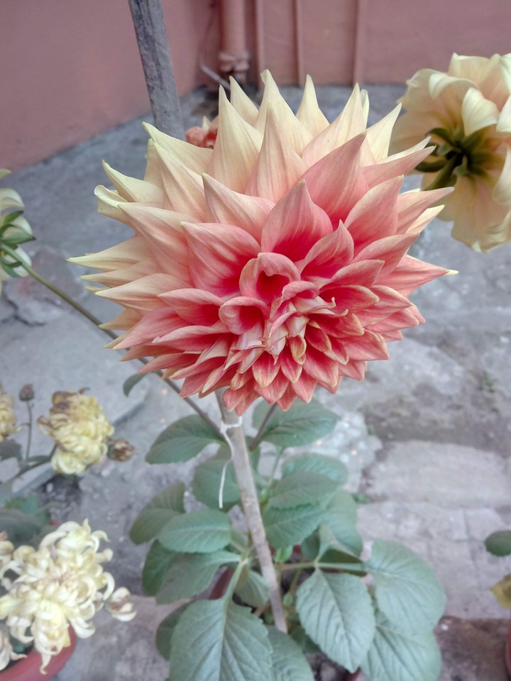 flower