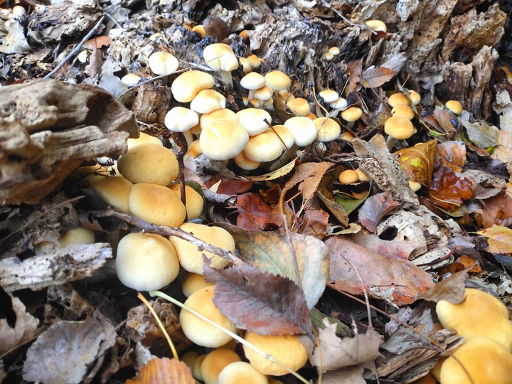 autumn