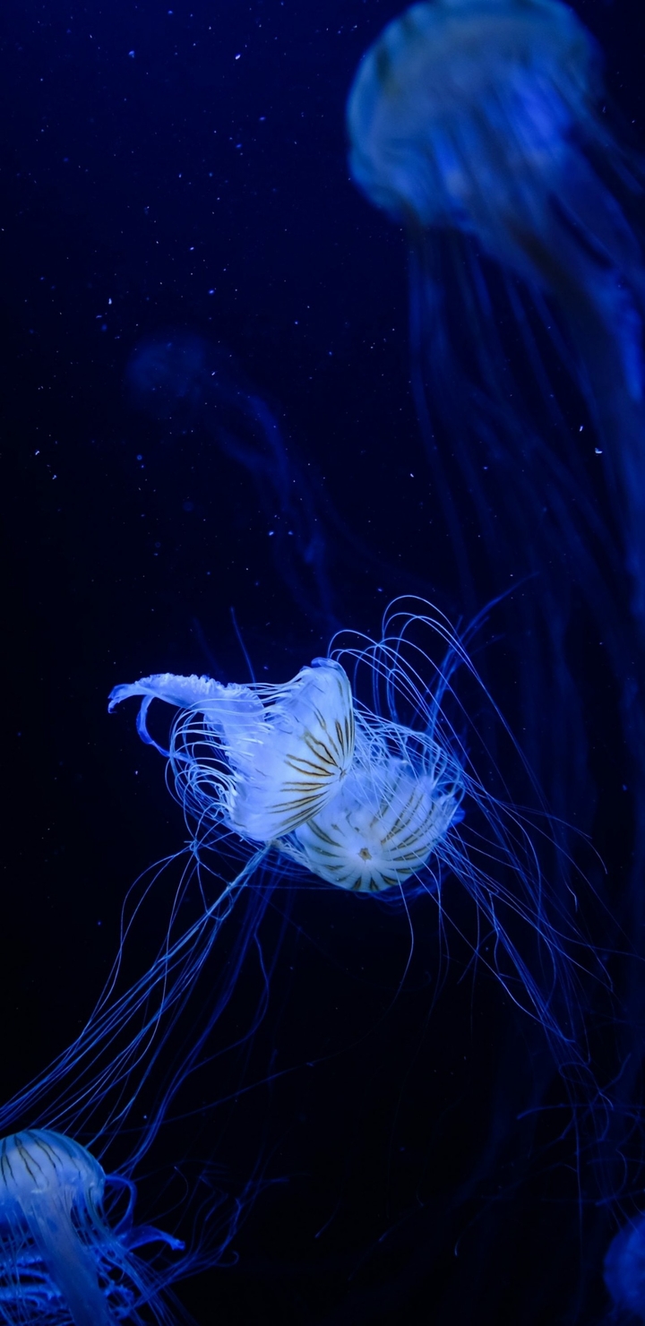 Gellyfish