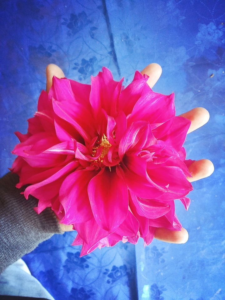 Flower on my Hands