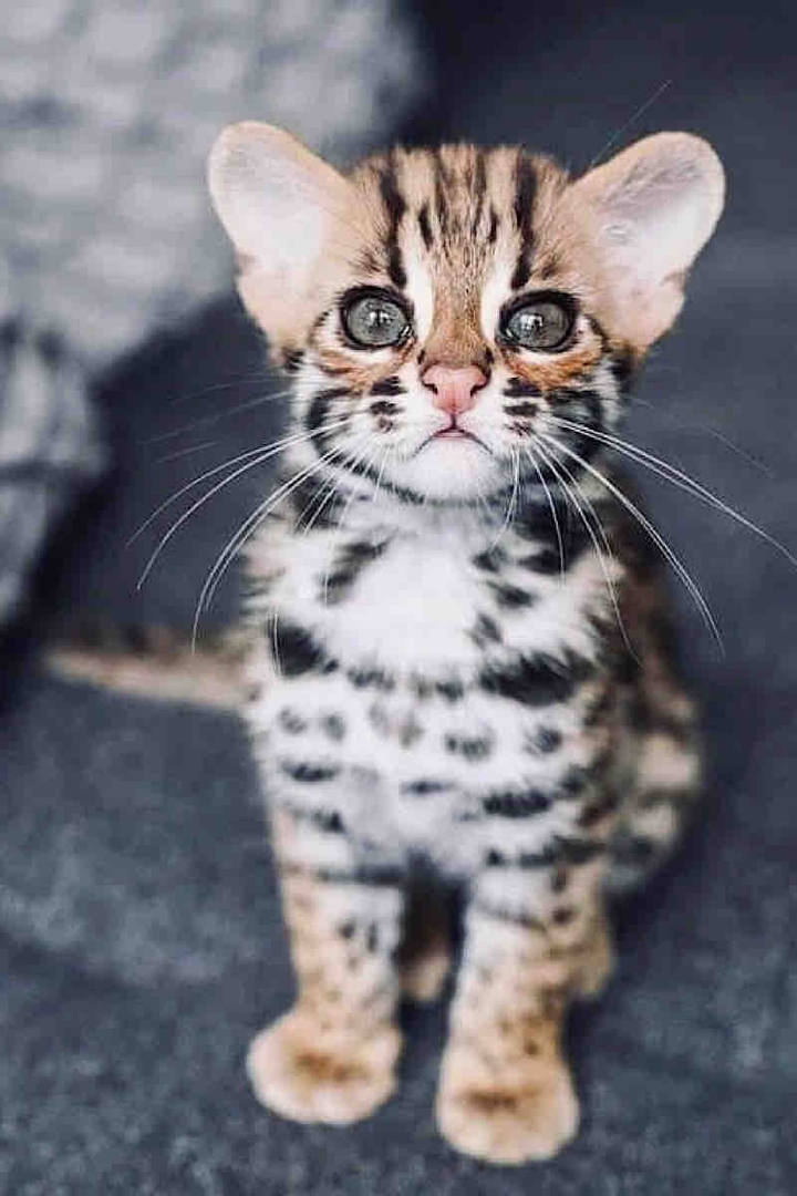 Miaooo