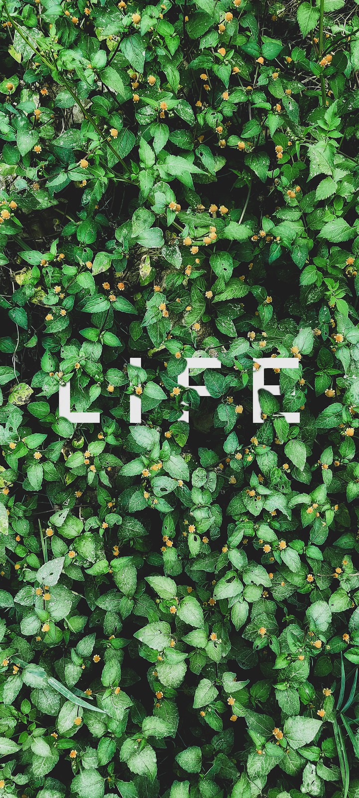 Life