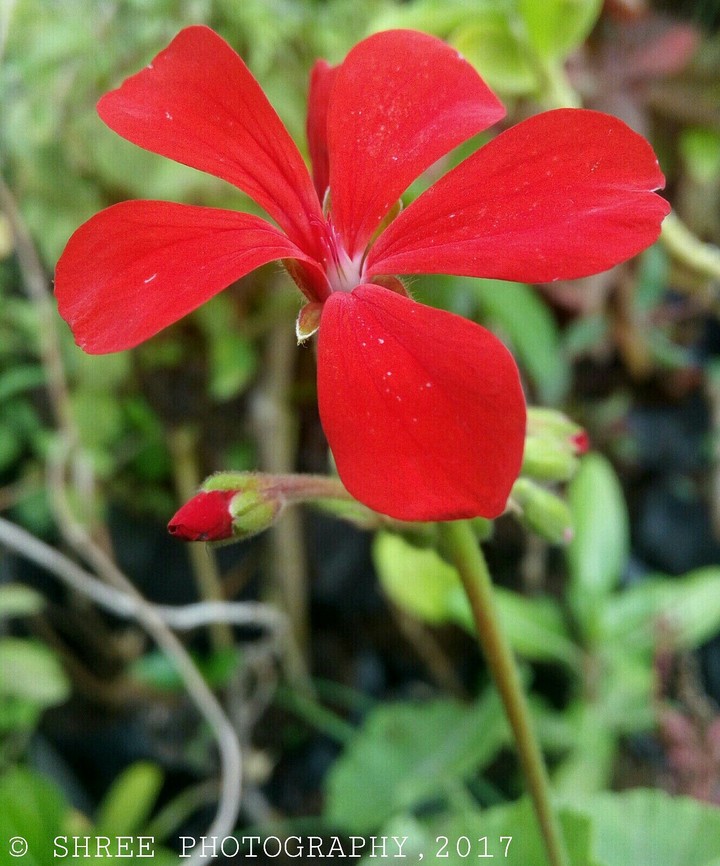 Red Flower