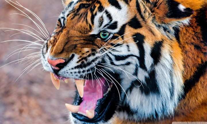 A angry tiger